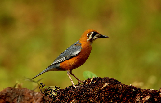 Orange Headed Ground Thrush, Geokichla citrina, Ganeshgudi, Karnataka, India