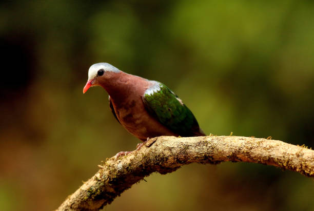 istock Emerald Dove, Chalcophaps indica, Ganeshgudi, Karnataka, India. 1128164869