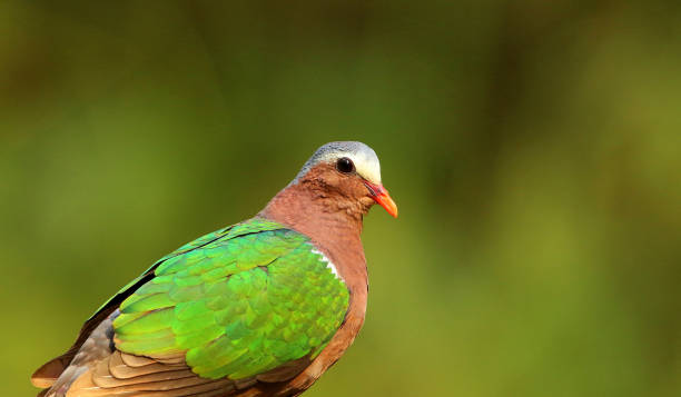 istock Emerald Dove, Chalcophaps indica, Ganeshgudi, Karnataka, India 1128164877