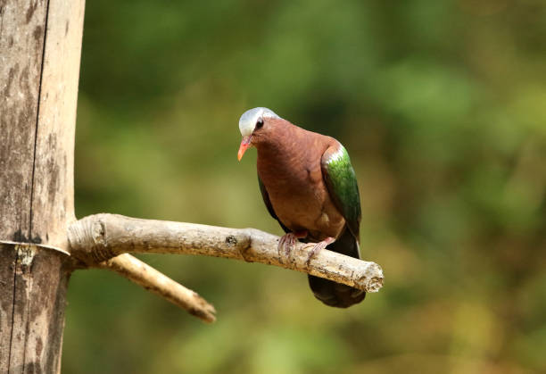 istock Emerald Dove, Chalcophaps indica, Ganeshgudi, Karnataka, India 1128164906