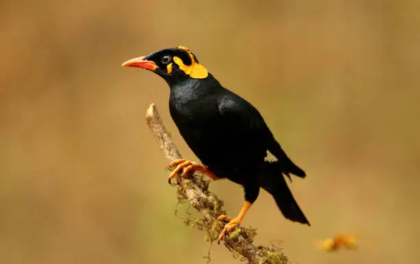 Hill Myna, Gracula religiosa, Ganeshgudi, Karnataka, India