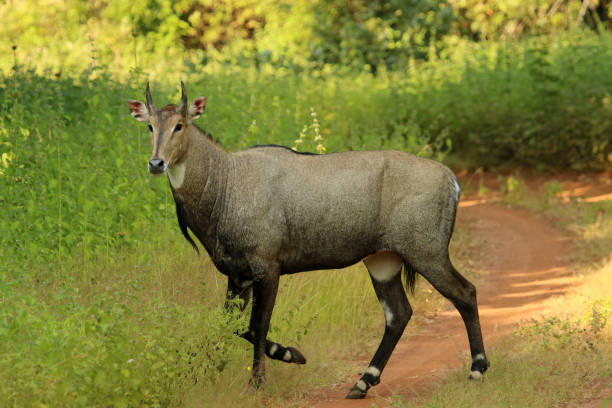 Nilgai Stock Photos, Pictures & Royalty-Free Images - iStock