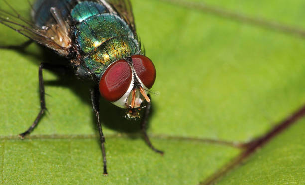 blue bottle fly, calliphora vomitoria, lalbagh, bangalore, karnataka, india - lalbagh imagens e fotografias de stock