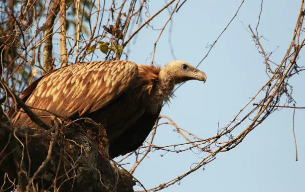 Photo of Long billed vulture, Gyps tenuirostris, Kaziranga, National park, Assam, India