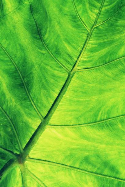 Rich green rim light araceae leaf texture see through symmetry vein structure, beautiful nature texture background concept, copy space