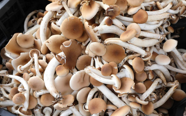 istock boxes with many fresh raw edible mushrooms called Cyclocybe aege 1128167401