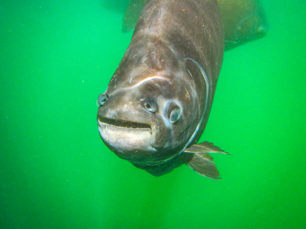 istock Brazilian big  fishes 1128169026
