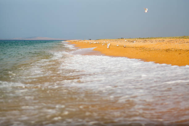 Sea gulls on the shore before the oncoming storm