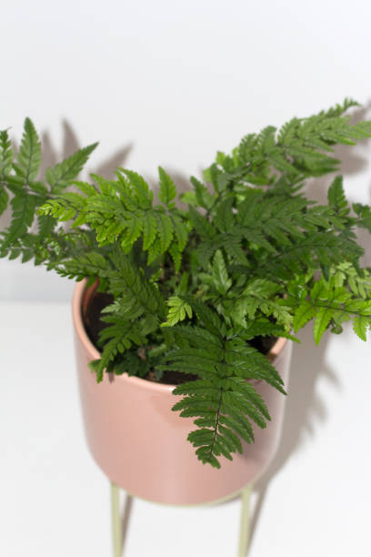 istock Beautiful leaf of fern 1128172421