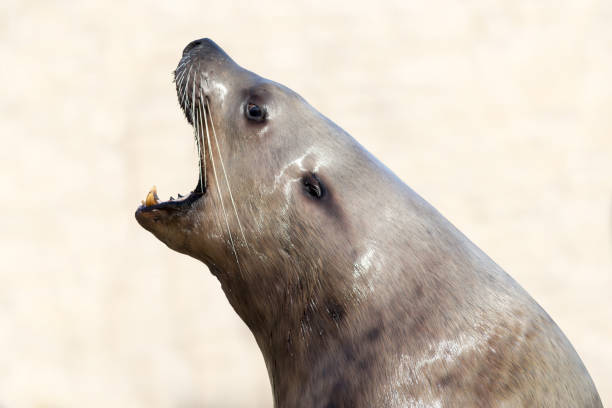 istock Steller sea lion 1128172866
