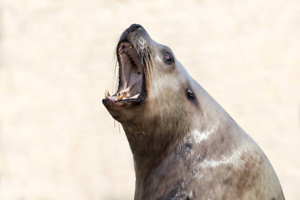 Steller sea lion