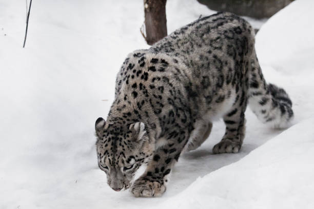 istock The snow leopard sneaks up on the trail 1128173687