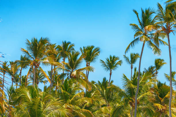 istock Tropical palm trees against a blue sky 1128173996