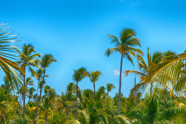 istock Tropical palm trees against a blue sky 1128174003