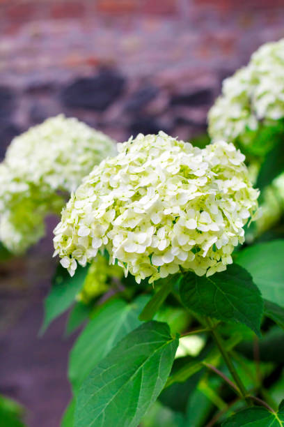 Blooming white Annabelle Hydrangea arborescens Blooming white Annabelle Hydrangea arborescens (commonly known as smooth hydrangea, wild hydrangea, or sevenbark) panicle stock pictures, royalty-free photos & images