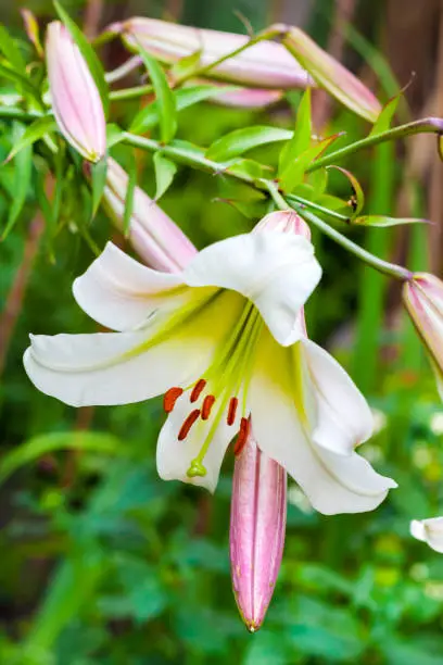 White Lilium regale (called the regal lily, royal lily, king's lily, or the Christmas lily) closeup