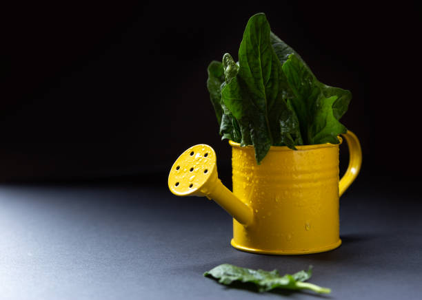Fresh Spinach leaf with dew on yellow watering can with place for text.