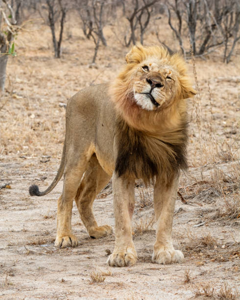 istock Male Lion 1128177677