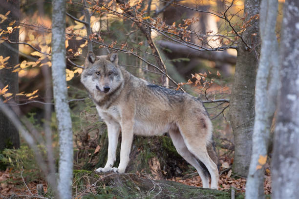 istock eurasian wolf in a forest,Canis lupus lupus 1128177690