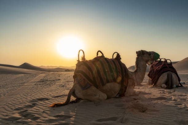 istock Camels in the Abu Dhabi desert with sunset. 1128179408