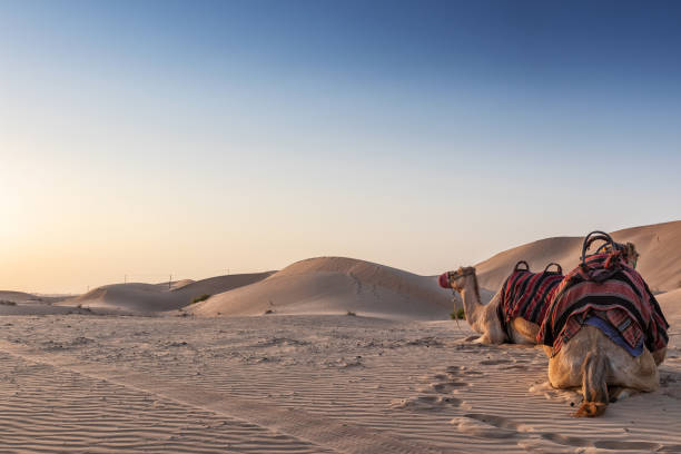 istock Camels in the Abu Dhabi desert with sunset. 1128179658