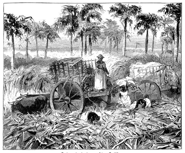 плантация сахарного тростника на антильских островах - cuban ethnicity illustrations stock illustrations