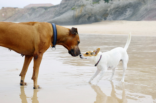 Small and big dog friends are playing on the beach. Dog love concept.