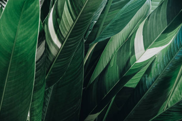 istock Abstract tropical green leaf textured background, large foliage, background for green nature. 1128182206