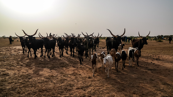Portrait of ankole-watusi bighorned bull , InGall village, Agadez, Niger