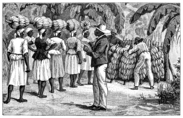 Collecting bananas Illustration of a collecting bananas slave market stock illustrations