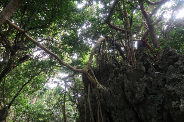 istock Kaohsiung national park 1128189117