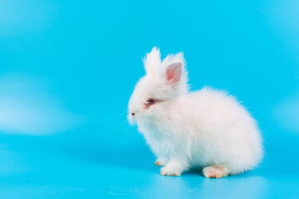 istock Happy Easter Day. White rabbit on blue background. Cute White baby bunny on blue background. 1128189431