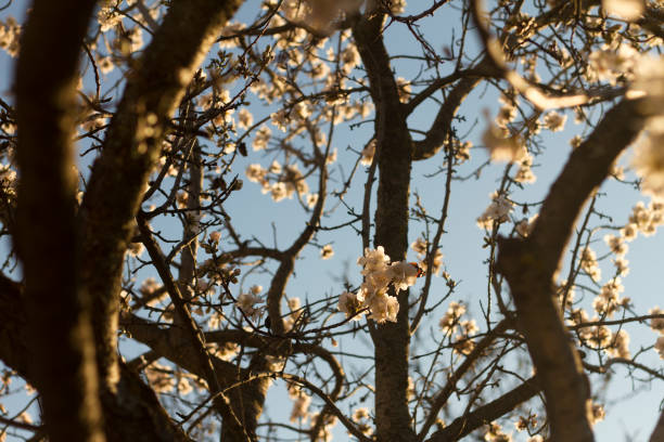 istock Almond branch in bloom over a blue sky 1128190421