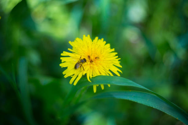 Spring. Kulbaba. Bee in a flower. Sunny flower kulbaby with a bee.