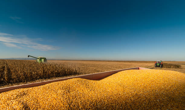istock Harvesting of corn fields with combine 1128193019