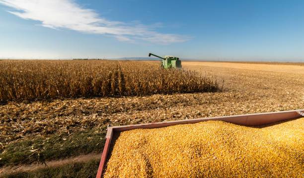 istock Harvesting of corn fields with combine 1128193030