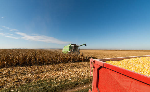 istock Harvesting of corn fields with combine 1128193053