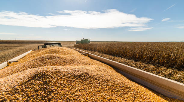 istock Harvesting of corn fields with combine 1128193069