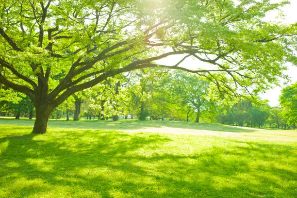 Photo of garden tree sunlight