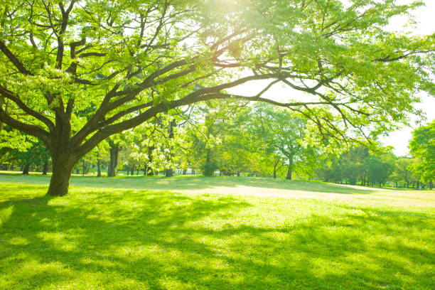 солнечный свет садового дерева - grass area стоковые фото и изображения