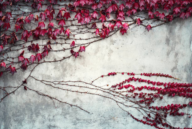istock Red ivy on the old wall. Autumn background. 1128196578