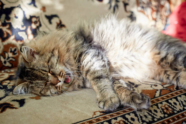 istock yawn cat in sunshine 1128198844