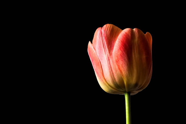 istock Spring flowers, three red tulips on a black background 1128199586