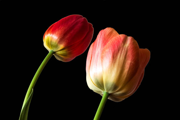 istock Spring flowers, two red tulips on a black background 1128199610