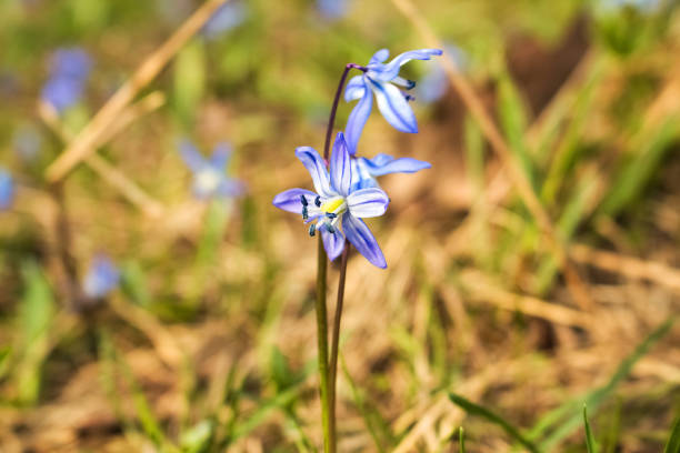 istock The first spring flowers, blue flowers 1128199765