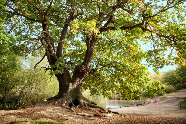 antica quercia possosa con radici aggrovigliate esposte - autumn tree root forest foto e immagini stock
