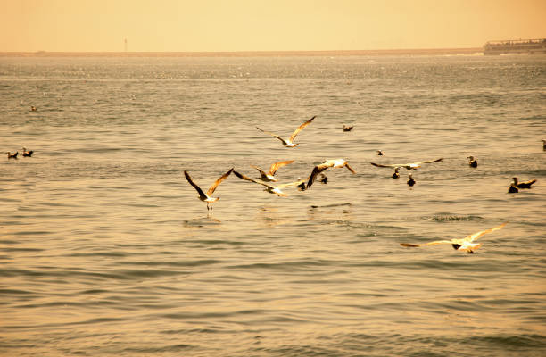 istock Seagulls in water of the sea 1128200227