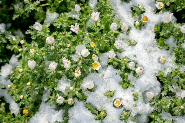 ранние цветы oof весной под снегом - oof стоковые фото и изображения