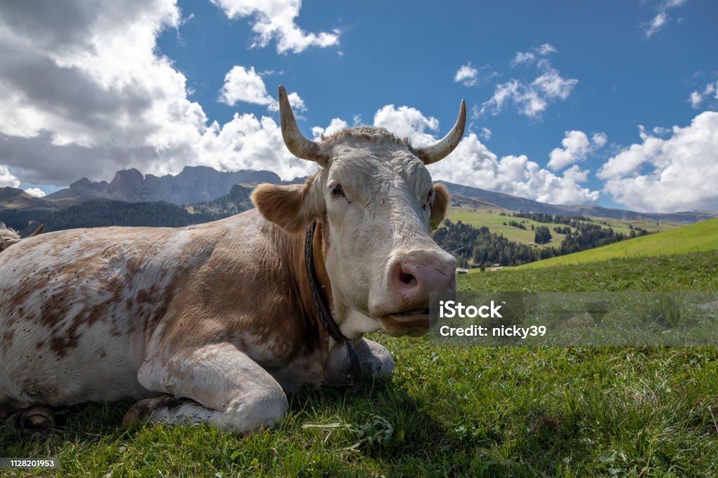 Happy cow On the Alpe di Siusi in the Dolomites, Italy Seiser Alm Stock Photo