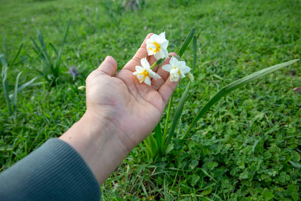 Beautiful white daffodils in a field. Karaburun,Izmir/Turkey. (Narcissus)